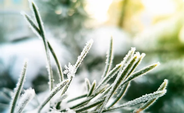 Igieł Sosnowych Mrozem Dużym Pięknym Płatkiem Śniegu Makr — Zdjęcie stockowe