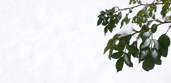 Gałęziach Róży Jest Śnieg Zielonymi Liśćmi Snowfal Wiosenny — Zdjęcie stockowe