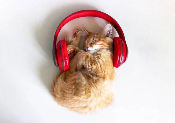 a red kitten is sleeping on a light white sheet curled up in a ball in red headphone