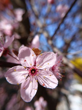 Bahçede güzel bahar çiçekleri