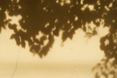 Turuncu duvarda yaprak gölgesi