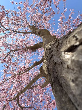 Alttan parlak mavi gökyüzüne bakan pembe çiçekli badem ağacı dalları. Doğal bahar manzarası.