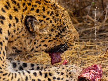 Leopar, Afrika savanasında kuru otların üzerinde dinleniyor, vahşi büyük kedi doğal yaşam alanında yatıyor, vahşi yaşam sahnesi seçici bir odak noktası ve sıcak tonlarıyla.