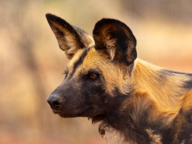 Afrika vahşi köpeği savanada dinleniyor, nesli tükenmekte olan nesli tükenmekte olan kurdun yakın plan portresi doğal yaşam alanında sıcak tonlarda ve sığ alan derinliğinde..