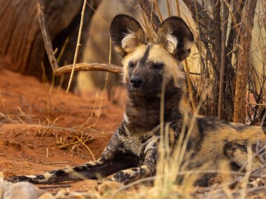 Afrika vahşi köpeği savanada dinleniyor, nesli tükenmekte olan nesli tükenmekte olan kurdun yakın plan portresi doğal yaşam alanında sıcak tonlarda ve sığ alan derinliğinde..