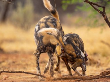 Afrika vahşi köpeği savanada dinleniyor, nesli tükenmekte olan nesli tükenmekte olan kurdun yakın plan portresi doğal yaşam alanında sıcak tonlarda ve sığ alan derinliğinde..