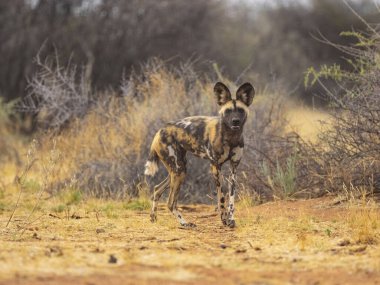 Afrika vahşi köpeği savanada dinleniyor, nesli tükenmekte olan nesli tükenmekte olan kurdun yakın plan portresi doğal yaşam alanında sıcak tonlarda ve sığ alan derinliğinde..