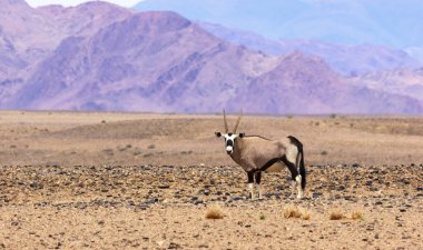 Gemsbok (antilop), arka planda dağ sıraları, açık gökyüzü altında doğal yaşam alanında Afrika antilopları ile kurak bir çöl ovasında duruyor..