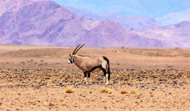 Gemsbok (antilop), arka planda dağ sıraları, açık gökyüzü altında doğal yaşam alanında Afrika antilopları ile kurak bir çöl ovasında duruyor..