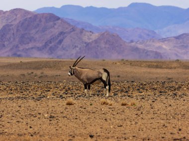 Gemsbok (antilop), arka planda dağ sıraları, açık gökyüzü altında doğal yaşam alanında Afrika antilopları ile kurak bir çöl ovasında duruyor..
