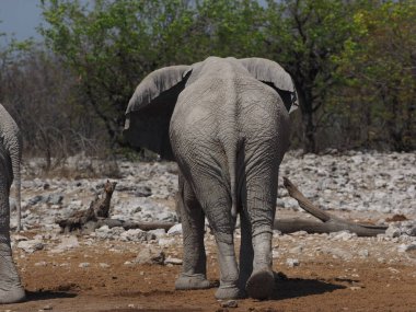 Afrika fili, sırtında öküz kuşlarıyla kuru ovada duruyor. Vahşi yaşam sahnesi, doğal ortamdaki simbiyotik ilişkiyi gösteriyor..