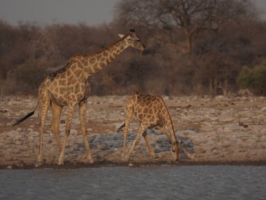 Afrika savanasındaki yeşil çalıların arasında duran zürafa, gün ışığında doğal yaşam alanındaki bitki örtüsünde gezinen uzun vahşi hayvan..