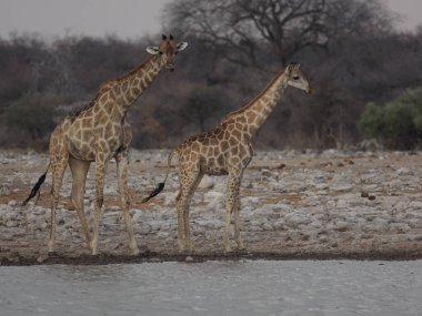Afrika savanasındaki yeşil çalıların arasında duran zürafa, gün ışığında doğal yaşam alanındaki bitki örtüsünde gezinen uzun vahşi hayvan..