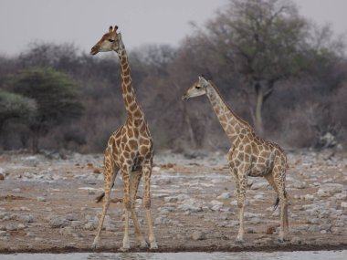 Afrika savanasındaki yeşil çalıların arasında duran zürafa, gün ışığında doğal yaşam alanındaki bitki örtüsünde gezinen uzun vahşi hayvan..