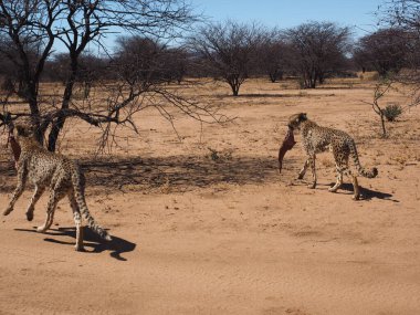 Doğal ortamdaki bir çitanın yakın plan portresi, benekli kürk ve yoğun bakışın detaylı görüntüsü, yumuşak arka planlı vahşi yaşam ortamındaki Afrika büyük kedisi..