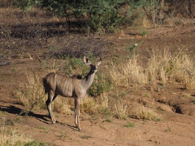 Kuru ovalarda yürüyen impalalar, sıcak gün ışığında doğal yaşam alanlarında hareket eden Afrika antilopları..