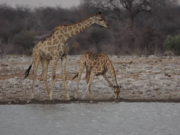 Afrika savanasındaki yeşil çalıların arasında duran zürafa, gün ışığında doğal yaşam alanındaki bitki örtüsünde gezinen uzun vahşi hayvan..