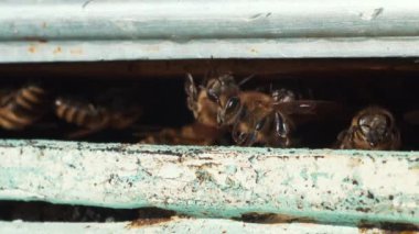 Arılar Kasım ayında arı kovanına uçar, küresel ısınma, iklim değişikliği, makro çekim. Arı yuvasında bal arıları, apikultür konsepti