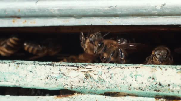 A méhek novemberben repülnek és repülnek ki a méhkasnál, a globális felmelegedés, a klímaváltozás, a makrofotózás közelről. Méhek az otthoni méhészetben, méhészeti fogalom — Stock videók