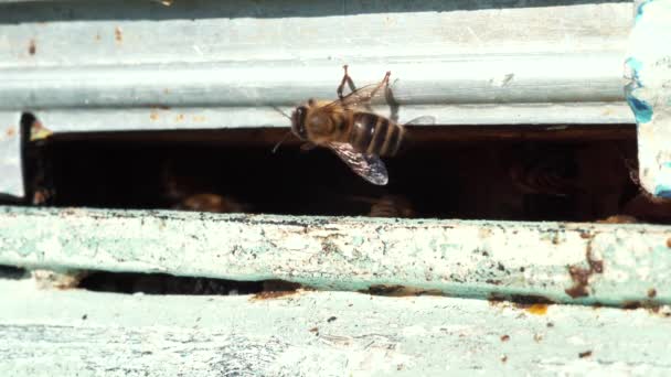 Пчелы летают и вылетают в улей в ноябре месяце, глобальное потепление, изменение климата, макро выстрелил крупным планом. Пчелы на домашней пасеке, концепция пчеловодства — стоковое видео