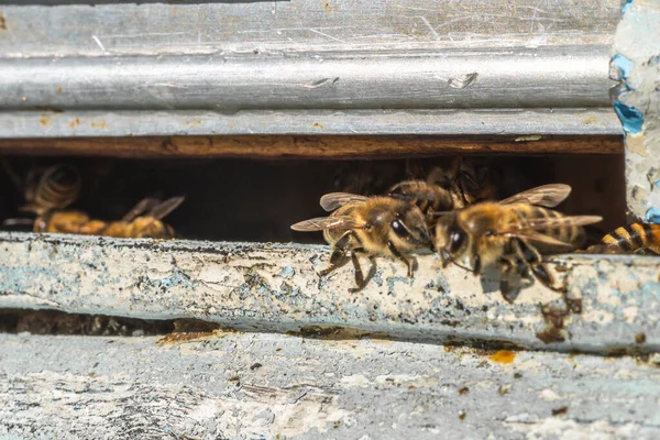 Крупный план макросъемки пчел у входа в улей. Пчеловодство, производство натурального органического сырья — стоковое фото