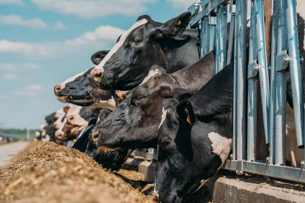 Tehenek a tehenészeten a szabadtéri tehénistállóban. A modern tejgazdaságokban tenyésztett tehenek — Stock Fotó