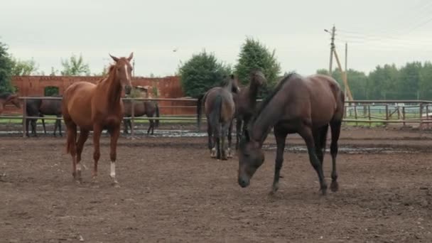 Bellissimi cavalli in penna in fattoria, simpatico animale domestico nel bestiame in campagna rurale — Video Stock