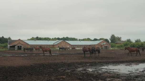 Cavalli in campo all'aperto fattoria di paddock cavallo scena rurale — Video Stock