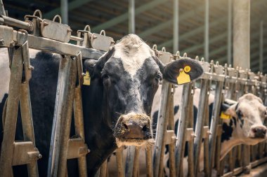 Siyah beyaz inek portresi. Çiftlik hayvanı kameraya bakar.