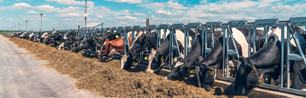 Panorámás banner kép kültéri tehénistálló a tejgazdaság sok tehén eszik széna — Stock Fotó