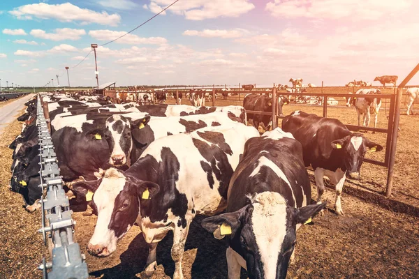 Tehéntenyésztés, mezőgazdasági ipar, tehenek a tehénistállóban a tejgazdaságokban — Stock Fotó