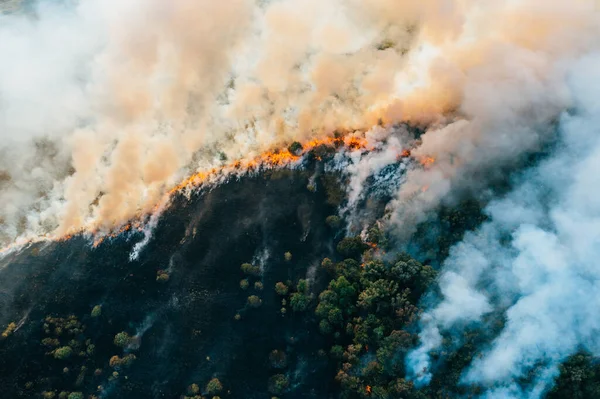 Bos- en veldbrand met rookzicht, brandend droog gras en bomen, natuurramp — Stockfoto