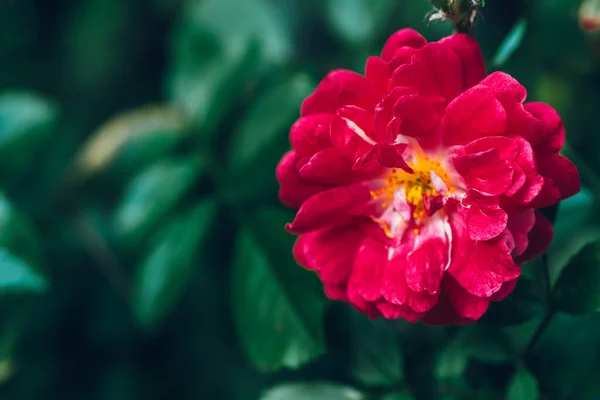 Beautiful red blooming flower at blurred green leaf background for copy space — Stock Photo, Image