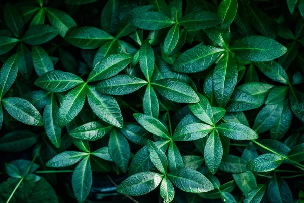 녹색 식물은 자연의 뒤를, 맨 위를 바라봅니다. 추상적 인 신선 한 정원 잎 — 스톡 사진