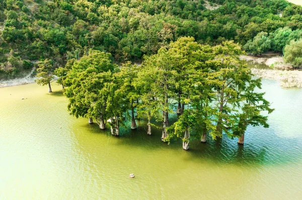 Pohon Cypress berdiri di danau air, pandangan udara. Taman alam yang indah — Stok Foto