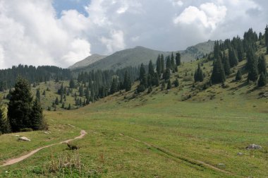 Kazakistan 'da bulutlu bir dağın altında yemyeşil alp çayırları ve ladin ormanlarıyla Kok-Zhailau platosunun manzarası.
