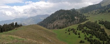 Gökyüzünün altındaki yemyeşil alp çayırları ve ladin ormanlarıyla Kok-Zhailau platosunun panoramik manzarası