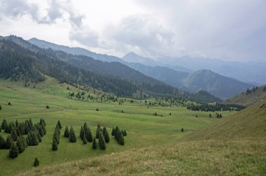 Yeşil dağ yamaçlarının panoramik manzarası. Huzurlu vadi manzarasında kozalaklı ağaçlar.
