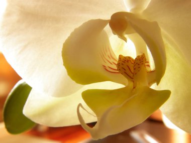 Phalaenopsis, Güve Orkidesi (labellum makro, ılık altın ışık). Phalaenopsis orkidesinin etiketinin ve sütununun aşırı yakın çekim makrosu, kremi ve sarı tonları parlak, neredeyse boyalı kalitede yapan ılık altın öğleden sonra ışığı ile yıkanmış.