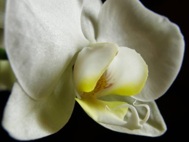 Phalaenopsis, Güve Orkidesi (yeşil tomurcuk, siyah arkaplan, kök detay). Eğri gövdesindeki tek bir Phalaenopsis tomurcuğunun minimalist ve zarif bir makro çalışması saf siyah bir arkaplanda fotoğraflandı. Canlı limon yeşili tomurcuk net bir şekilde odaklanmış.