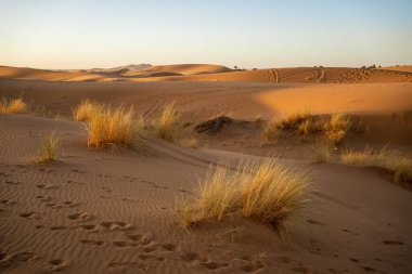 Altın saat boyunca Merzouga yakınlarındaki Erg Chebbi 'nin çarpıcı manzarası. Görüntü, çöldeki bitki örtüsünün esnekliği ile kumdaki ayak izleriyle uzaktaki araç izlerinin gösterdiği geçici insan varlığı arasındaki zıtlığı yakalıyor. Th