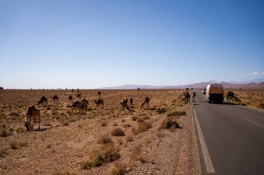 Güney Fas 'taki çarpıcı bir yol manzarası kurak çöl platosu boyunca asfalt bir yolun kenarında otlayan büyük bir dromedary deve sürüsünü yakalıyor. Bir karavan, vahşi yaşamla vahşi yaşam arasındaki zıtlığı vurgulamak için yol boyunca seyahat eder.