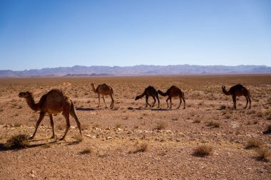 Güney Fas 'taki bir çöl platosunun seyrek bitkilerinin arasında otlayan bir grup dromedary devesini yakalayan panoramik bir gündüz görüntüsü. Görüntü, Atlas Dağları 'nın görkemli zirveleriyle kurak kayalıkları ve çalıları vurguluyor.