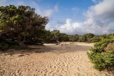 Sardunya sahillerinde Akdeniz 'in antik ardıçkuşlarının arasından altın bir kum yolu esiyor. Görüntü, Sardunya 'nın kıyı kum tepelerinin saf özünü yakalıyor. Mavi gökyüzünün üzerinde duran bitki örtüsü, beyaz bulutları çağrıştırıyor.