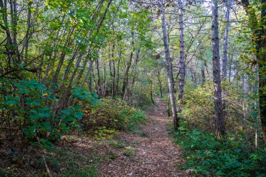 Karst Platosu 'ndaki yoğun bir ormanın içinden geçen yürüyüş yolunun manzarası. Görüntü, doğanın sükunetini yakalıyor. Hornbeam ve çam ağaçları, kuru yapraklar ve beyaz kireçtaşı kayalarıyla kaplı bir patikayı çerçeveliyor.