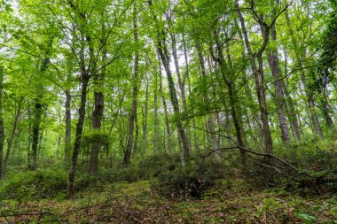 Gargano Ulusal Parkı 'ndaki Umbra Ormanı' nın içinde. Sarmaşık kaplı gövdeli yoğun kayın ve meşe ağaçları yemyeşil bir çalılıktan çıkar. Saf ve vahşi orman manzarası, Güney İtalya 'da bir UNESCO Dünya Mirası sahası.