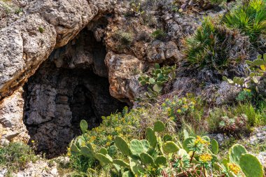 Detailed view of a karst cave entrance in the cliffs of Terrasini. The scene highlights the textured limestone rock surrounded by prickly pears, flowering euphorbia, and Mediterranean scrub under the warm Sicilian sunlight.