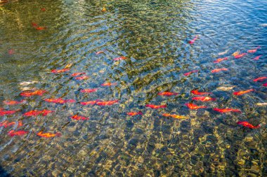 Temiz sığ sularda yüzen bir kırmızı akvaryum balığı sürüsü. Dibi koyu çakıl taşlarıyla kaplıyken, yüzey altın güneş ışığıyla dalgalanır. Canlı ve zen doğal bileşimi arka plan ve doğa kavramları için mükemmeldir..