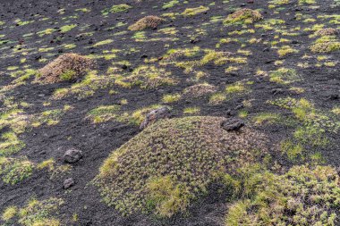 Saponaria sicula gibi, Etna Dağı 'nın siyah külleri ve lapilleri üzerinde yetişen öncü bitki örtüsüne yakın çekim. Yeşil yastık bitkileri ve karanlık volkanik toprak arasındaki zıtlık İtalya, Sicilya 'da eşsiz bir doğal doku yaratır..