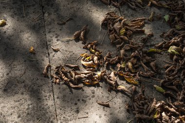 Ormandaki taş zemine altın renginde yapraklar dökülüyor. Renkli altın yapraklı bir orman. Doğa.